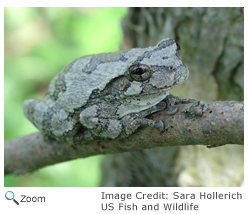 Gray Tree Frog