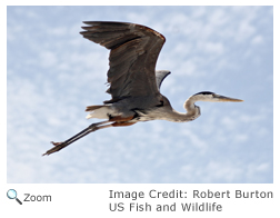 Great Blue Heron