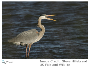 Great Blue Heron