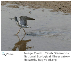 Greater Yellowlegs