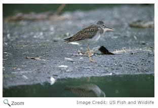 Greater Yellowlegs