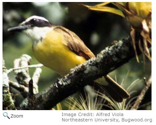 Great Kiskadee