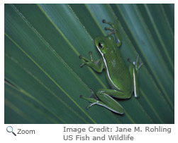 Green Treefrog