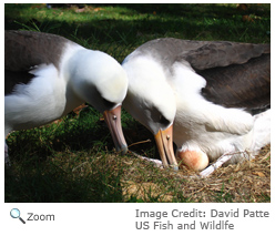 Laysan Albatross