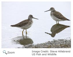 Lesser Yellowlegs