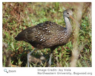 Limpkin