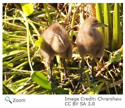 Limpkin