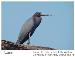 Little Blue Heron