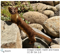 Long-tailed Weasel