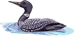 loon