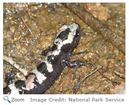 Marbled Salamander