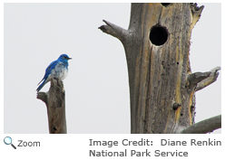 Mountain Bluebird