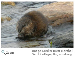 Muskrat