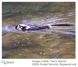 Muskrat