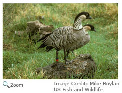 Nene Goose