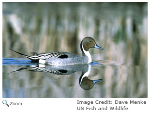 Northern Pintail