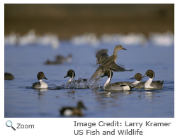 Northern Pintail