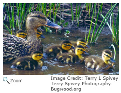 Northern Shoveler