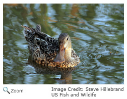 Northern Shoveler