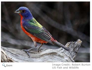 Painted Bunting