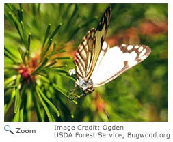 pine white butterfly