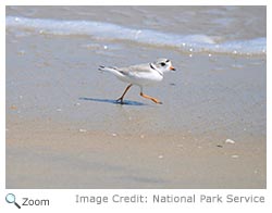 Piping Plover