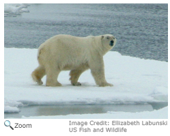 Black Bear