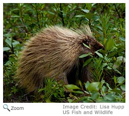 Porcupine