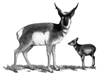 Pronghorn