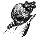 raccoon