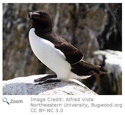 Razorbill