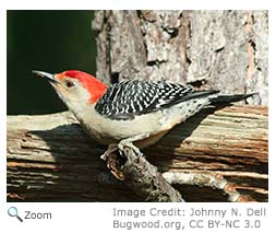 Red-bellied Woodpecker