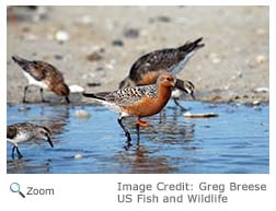 Red Knot