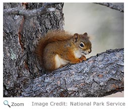 Red Squirrel