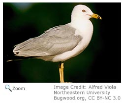 Ring-billed Gull