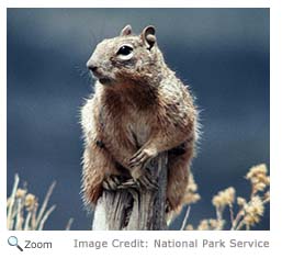 Rock Squirrel