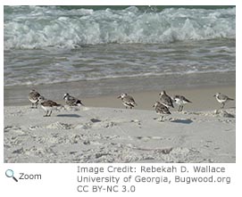 Sanderling