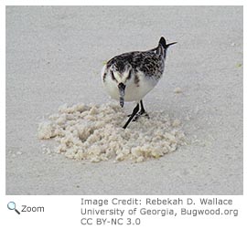 Sanderling