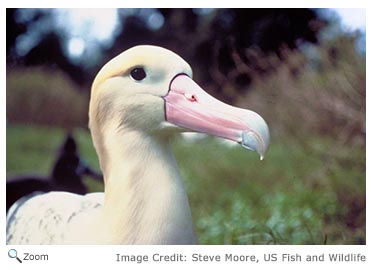 Short-tailed Albatross