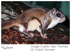 southern flying squirrel