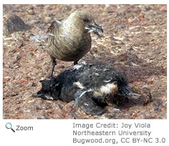 South Polar Skua