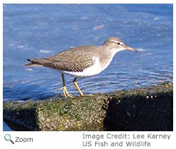 Spotted Sandpiper