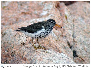 Spotted Sandpiper