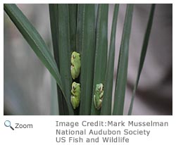 squirrel treefrog