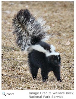 Striped Skunk