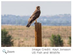 Swainson's Hawk