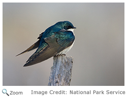 Tree Swallow