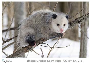 Opossum