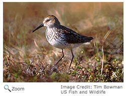 Western Sandpiper