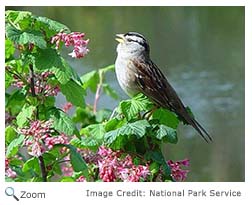 White-crowned Sparrow